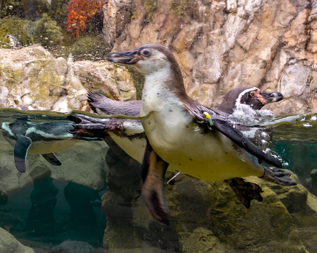 Ekonomski izazovi i prilike Austrije u kontekstu globalnih kretanja